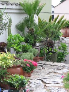 śródziemnomorski taras w Polsce