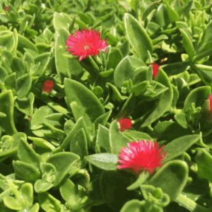 Przypołudnik stokrotkowy