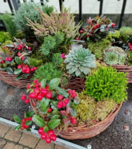 stroik na cmentarz z żywych roślin kompozycja na 1 listopad