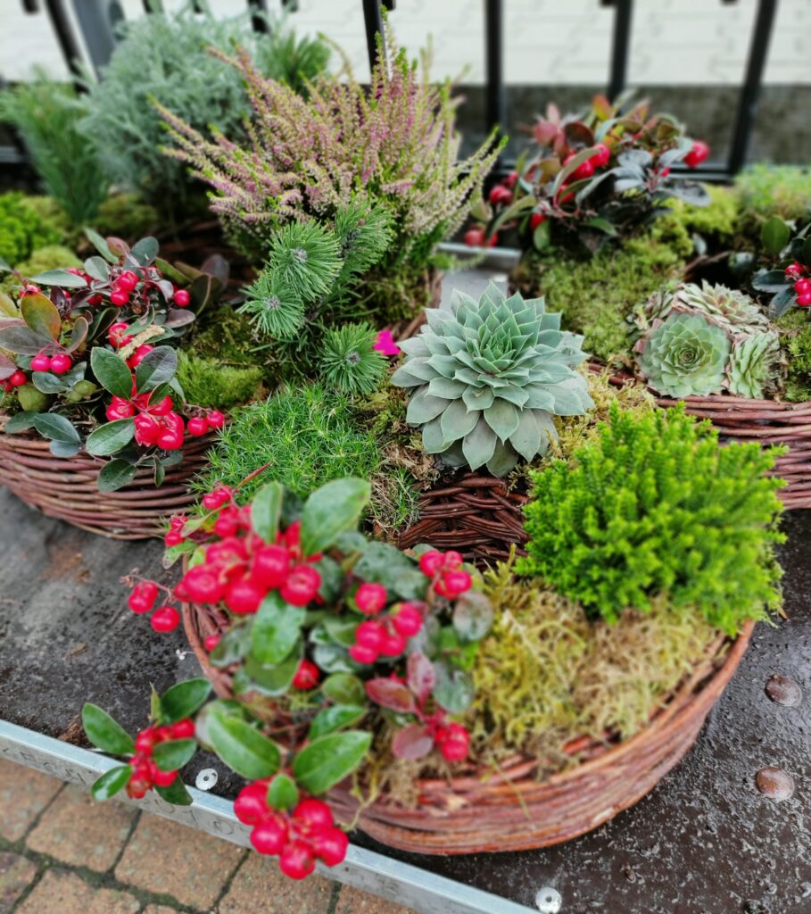 stroik na cmentarz z żywych roślin kompozycja na 1 listopad