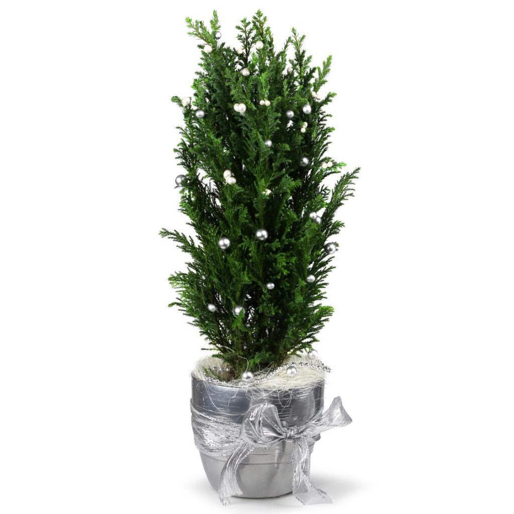 Stroik świąteczny na Boże Narodzenie cyprysik