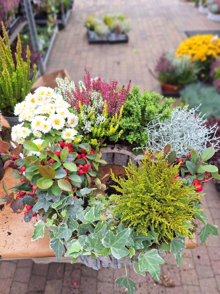 stroik na cmentarz z wrzosem na 1 listopada