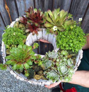 stroik na cmentarz z żywych roślin na lato z rojnikiem i skalnicą