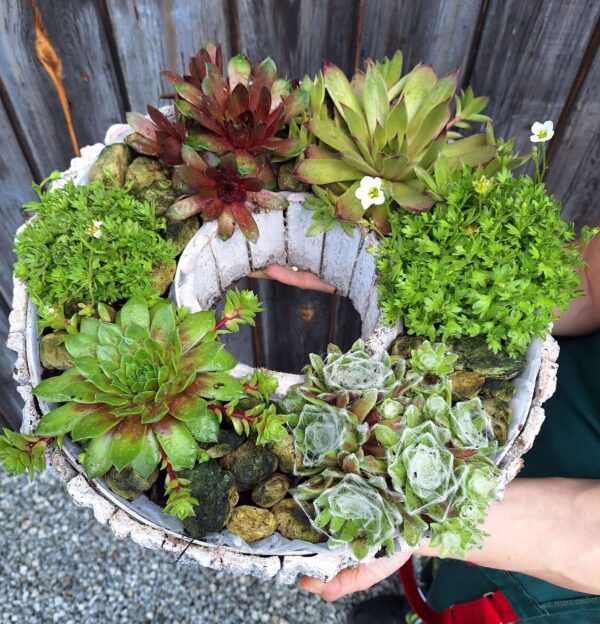 stroik na cmentarz z żywych roślin na lato z rojnikiem i skalnicą