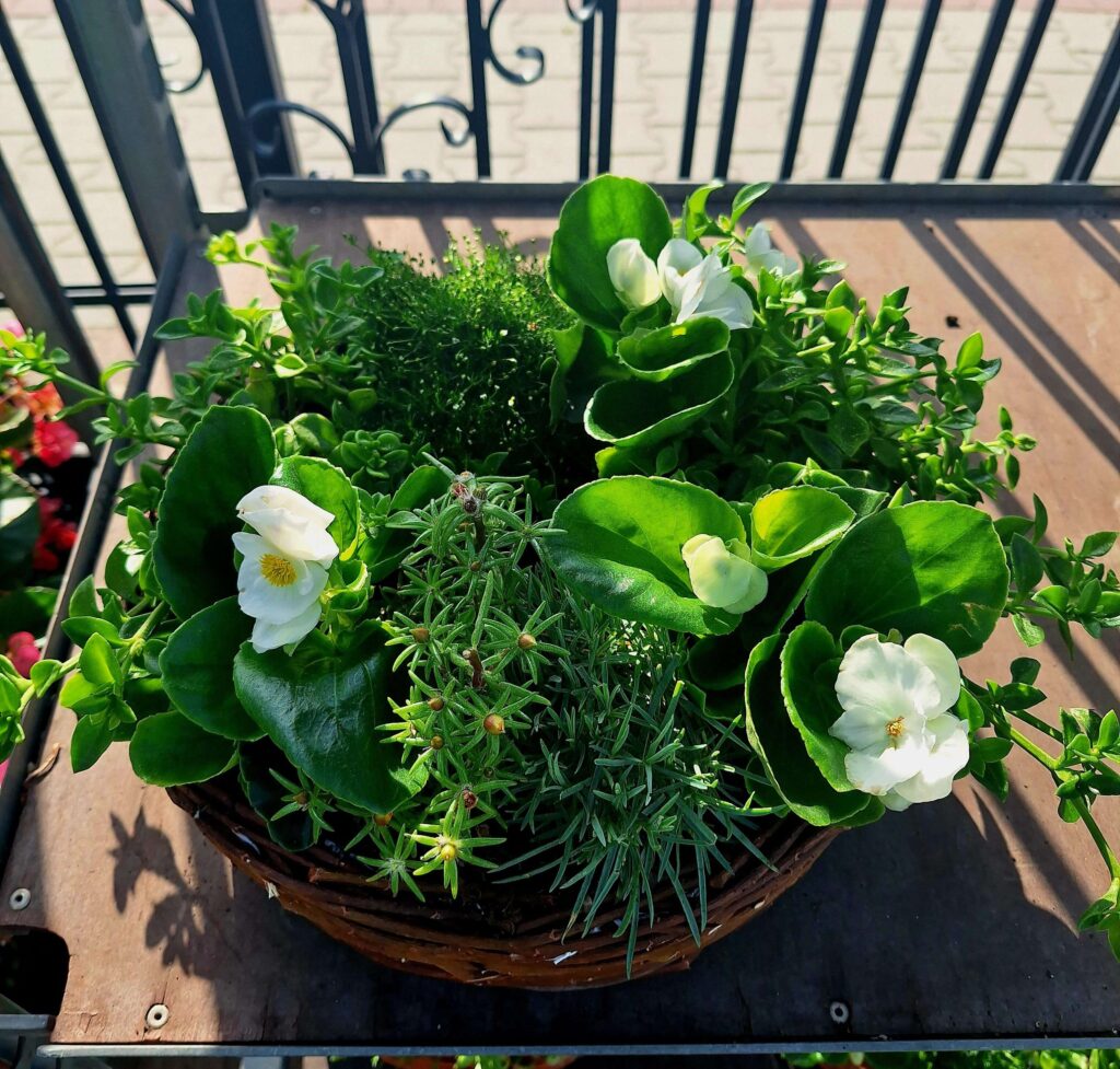 stroik na cmentarz z żywych roślin na lato z begonią kurkami