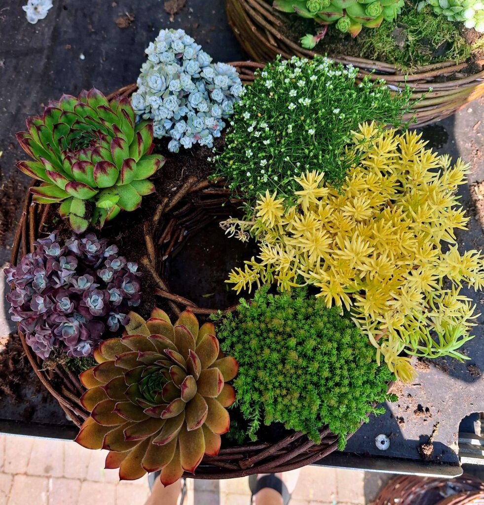 stroik na cmentarz z żywych roślin na lato z rojnikiem i rozchodnikiem