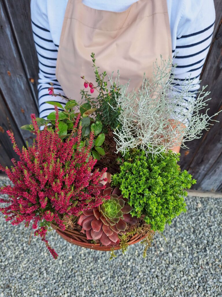 stroik na cmentarz z żywych roślin na 1 listopada