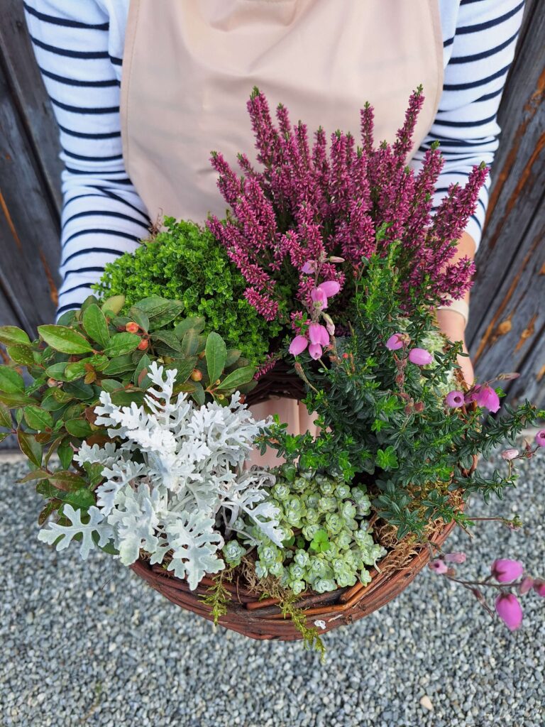 stroik na cmentarz z żywych roślin z wrzosem