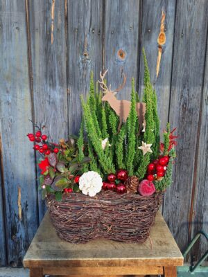 dekoracja świąteczna na balkon z żywych roślin zielony wrzos i golteria