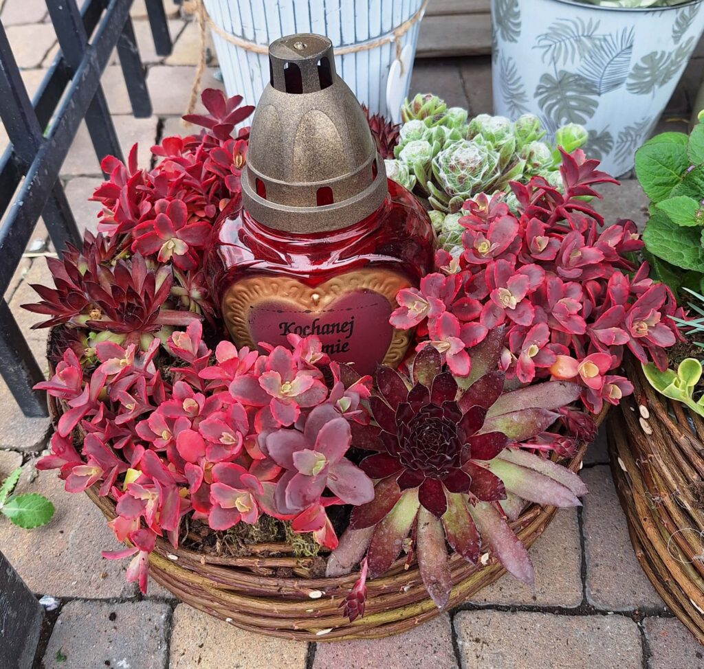 stroik na cmentarz z żywych roślin sedum