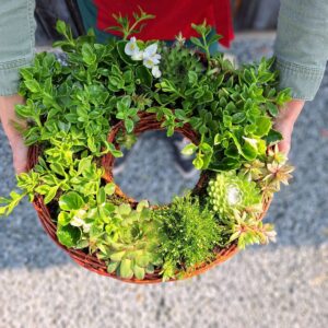 stroik na cmentarz z żywych roślin na lato rośliny odporne na suszę