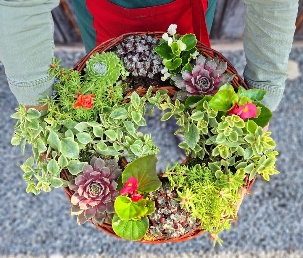 stroik na cmentarz z żywych roślin na lato rośliny odporne na suszę