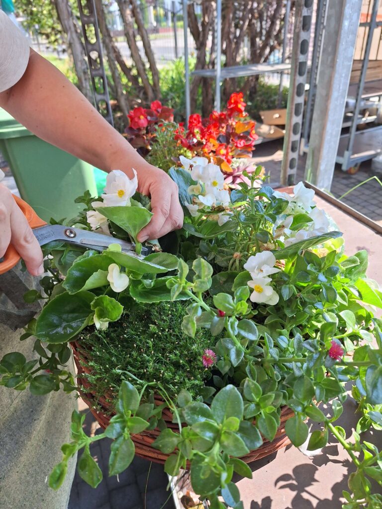 przycinanie begonii, podcinanie pędów tuż nad liściem