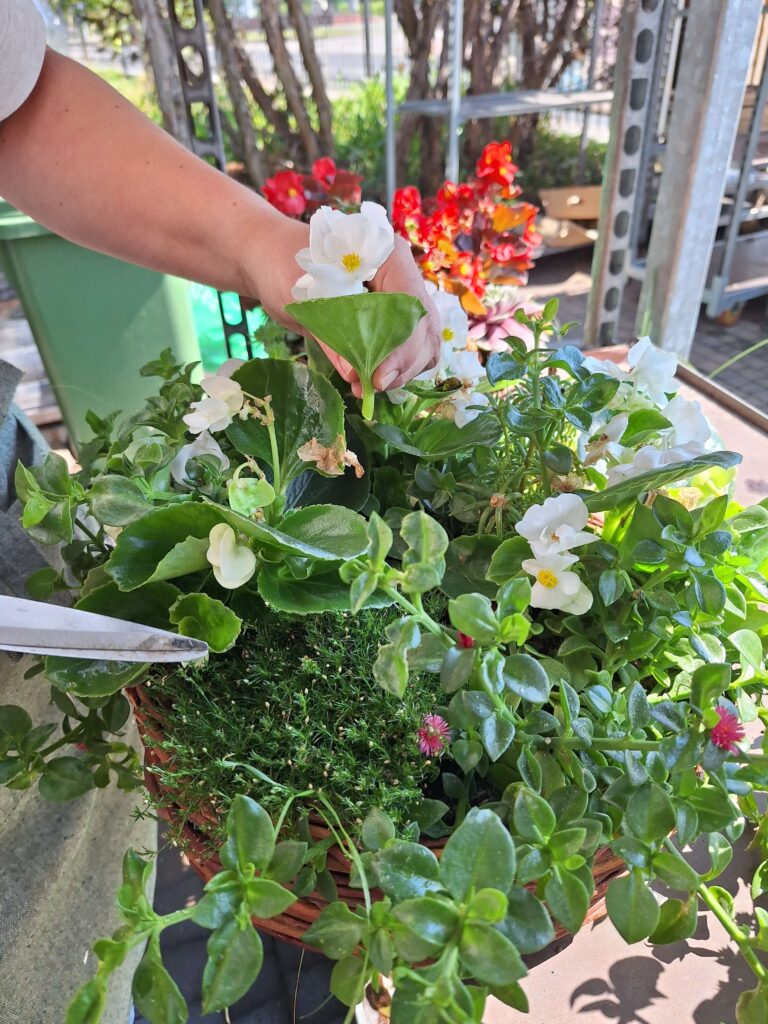 Podcinaj pędy tuż nad liściem, co dodatkowo pobudzi roślinę do zagęszczenia, podcinanie begonii