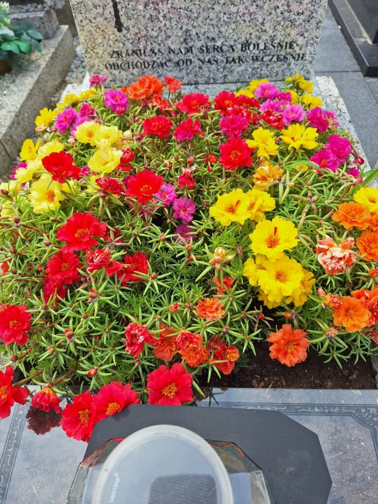 portulaka na grobie portulaka na grobie