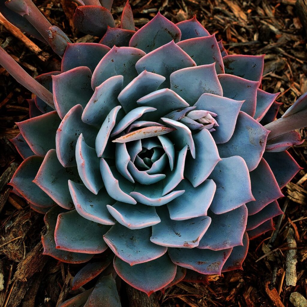 Echeveria roślina na cmentarz latem