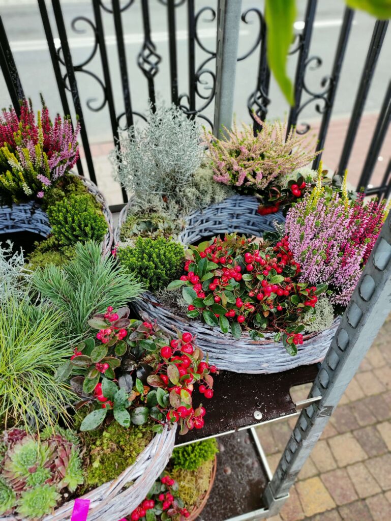 Golteria rozesłana w kompozycji na grób