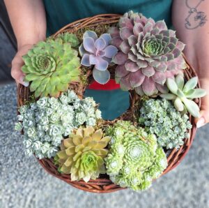 stroik na cmentarz z rojników i rozchodników