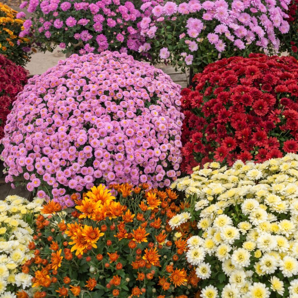 chryzantemy dawane na grób