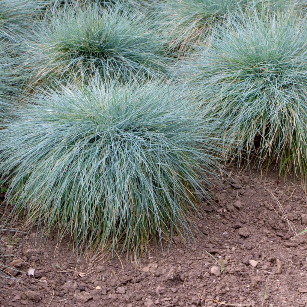 niskie trawy ozdobne