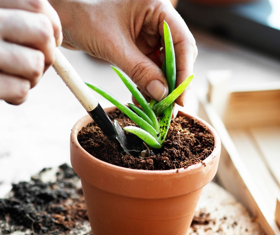 Dlaczego lato utrudnia ukorzenianie?