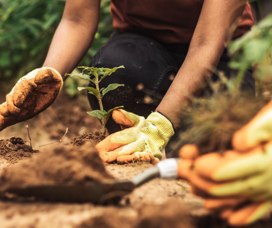 Dlaczego lato utrudnia ukorzenianie?
