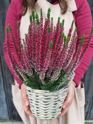 wrzos na cmentarz w koszyku