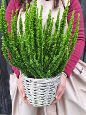 wrzos na cmentarz zielony