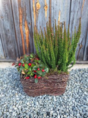 Naturalna kompozycja nagrobna z golterią i zielnym wrzosem w wiklinie