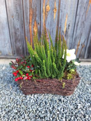 Naturalna kompozycja z golterią, wrzosem i ciemiernikiem w wiklinie