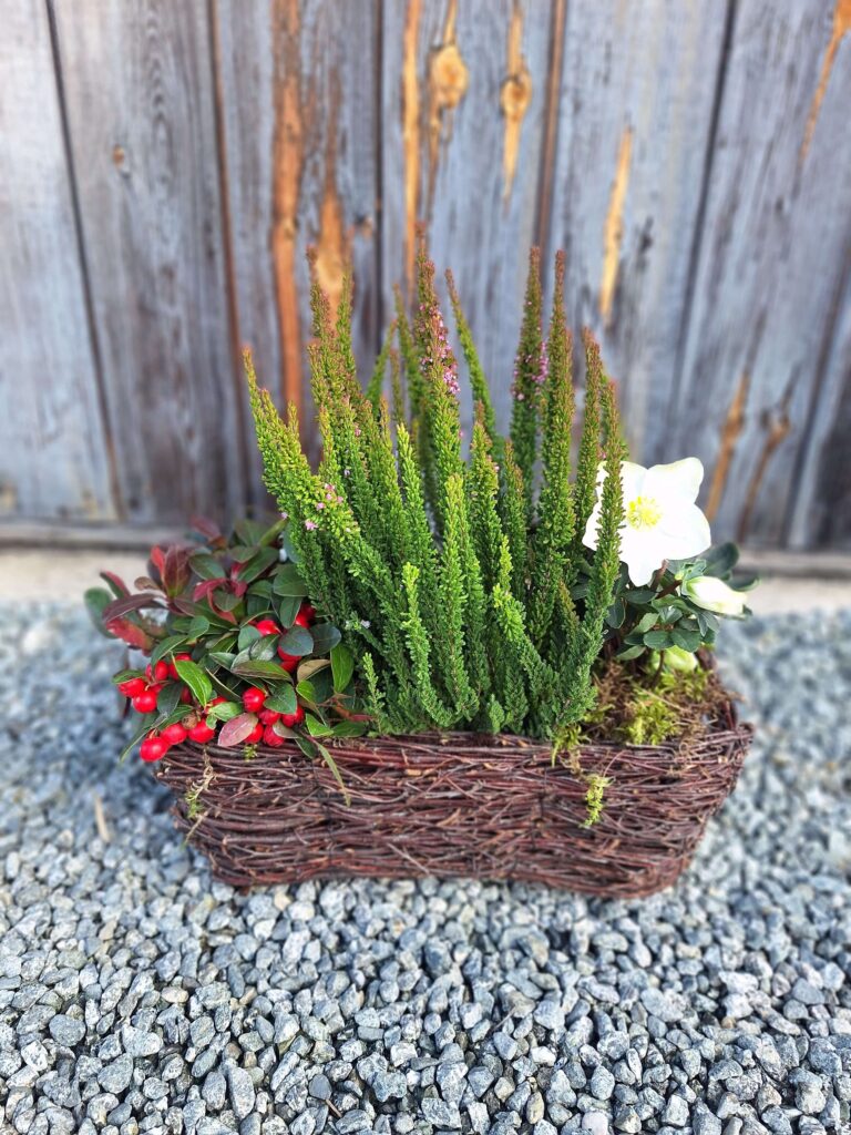 Naturalna kompozycja z golterią, wrzosem i ciemiernikiem w wiklinie