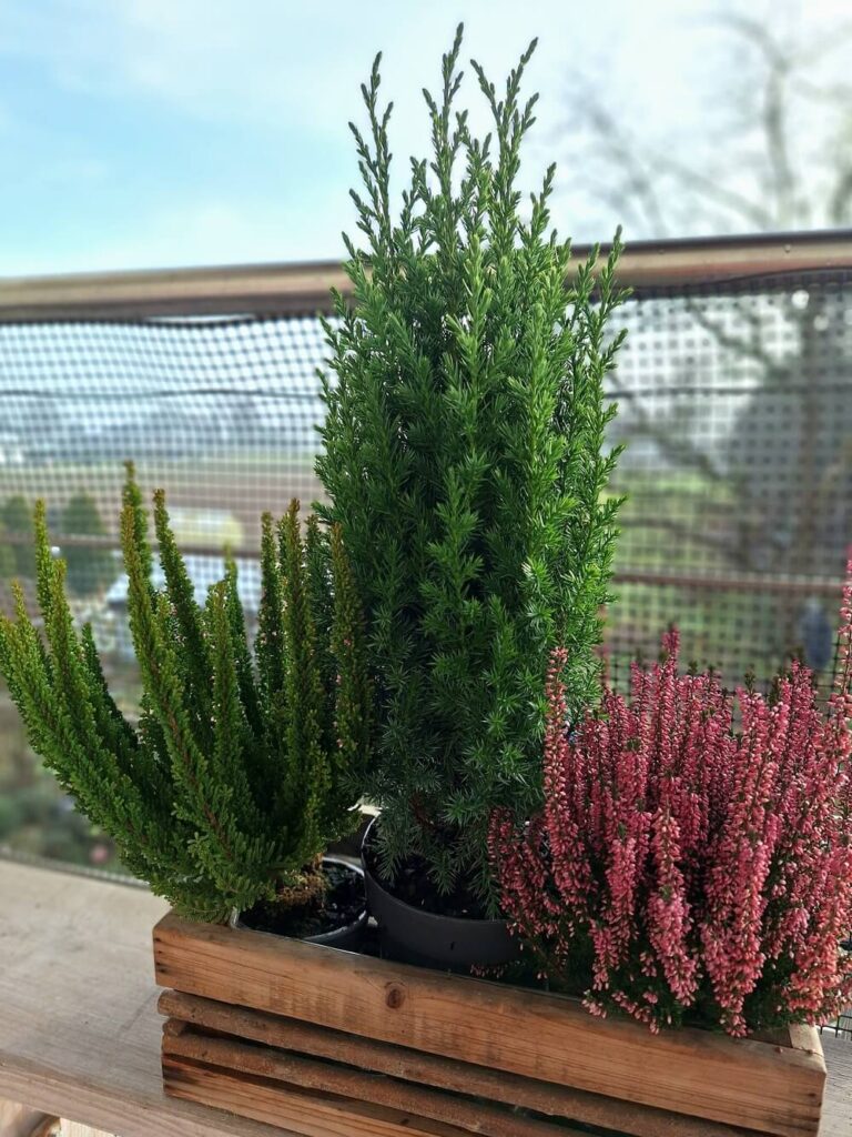 Jałowiec w skrzynce balkonowej z wrzosami