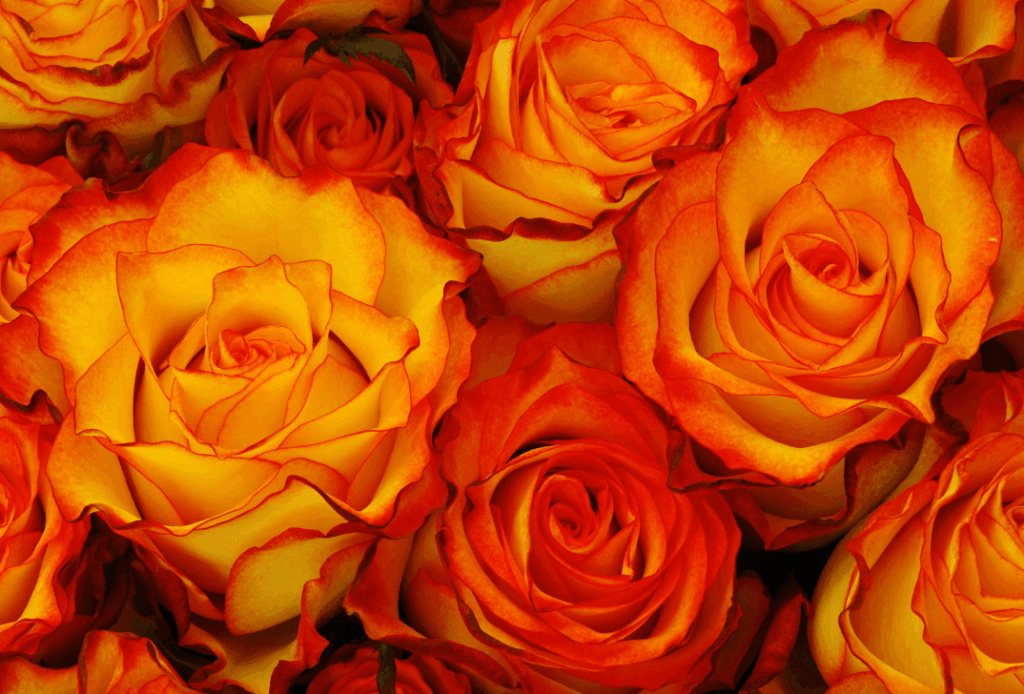 bukiet pomarańczowych róż Żory