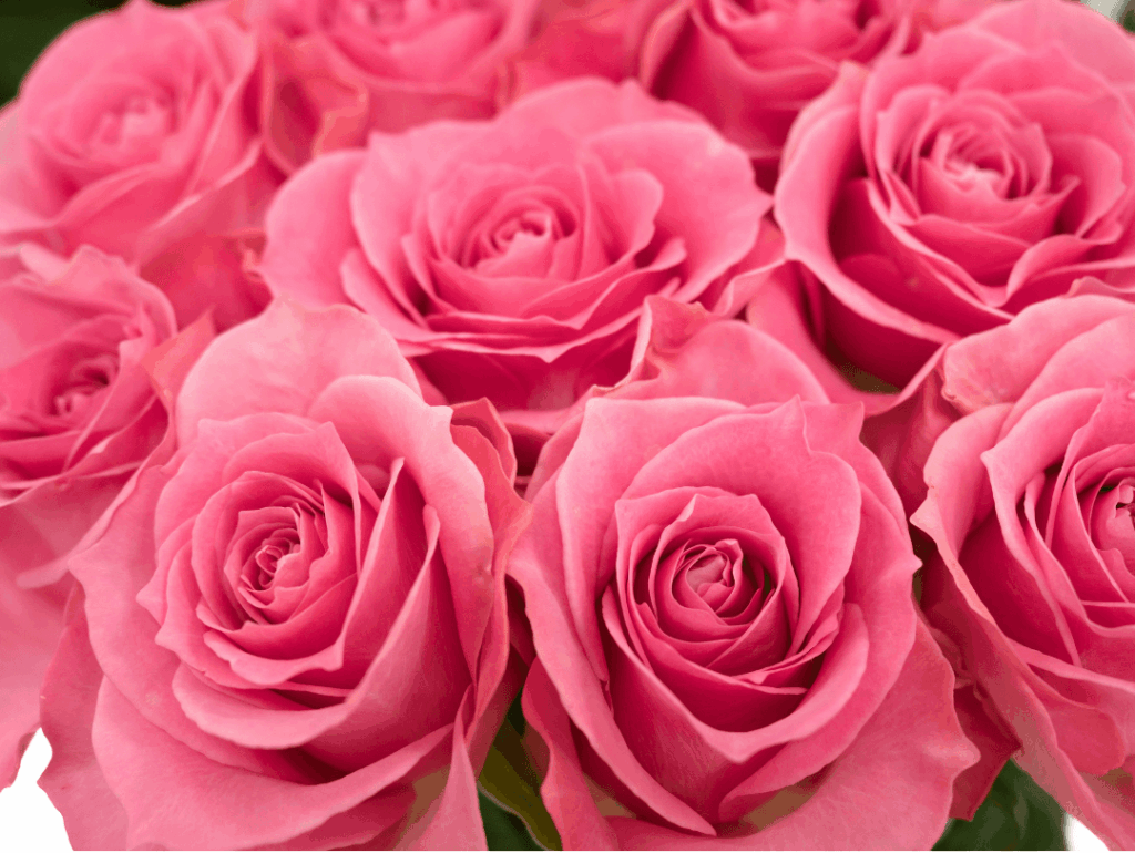 bukiet róż różowych Żory