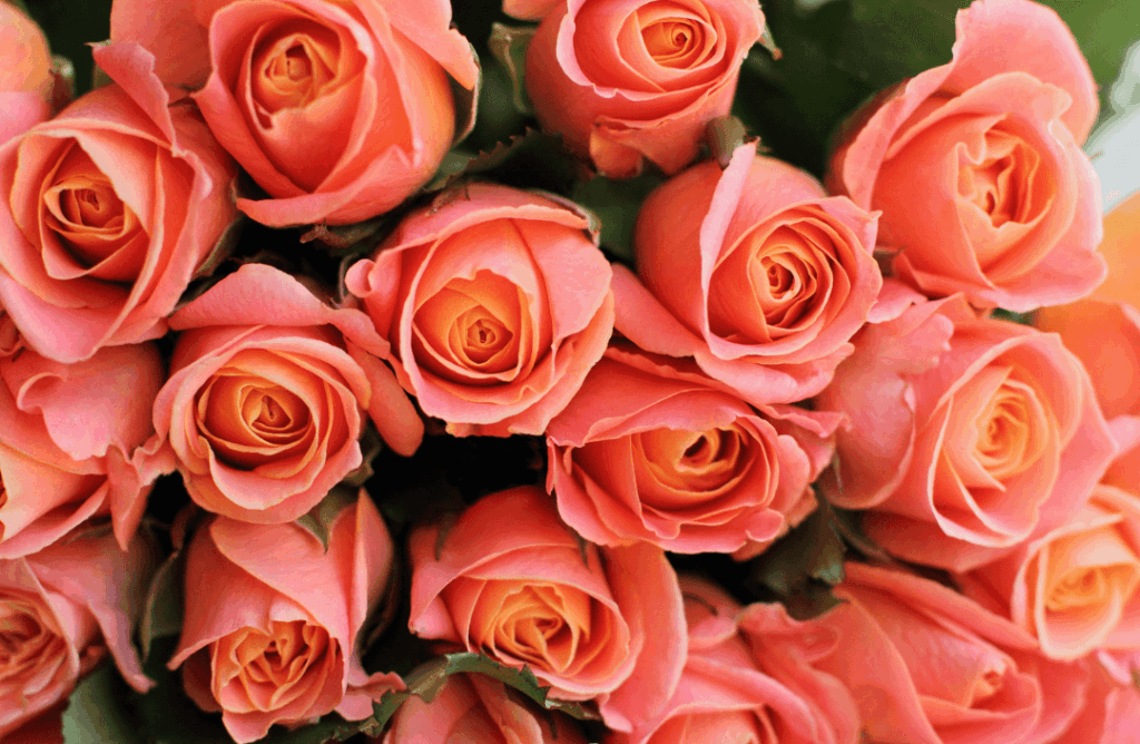 bukiet róż herbacianych Żory