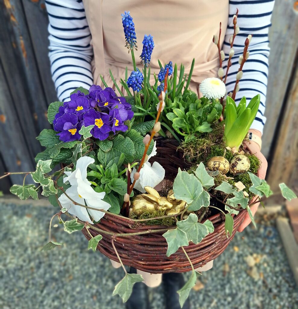 Wiosenna kompozycja w koszu – Pierwiosnek, Szafirek