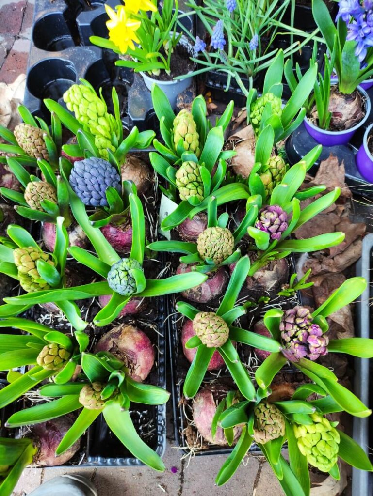 niebieski hiacynt na cmentarz