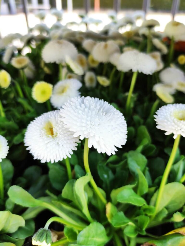 biała stokrotka na cmentarz