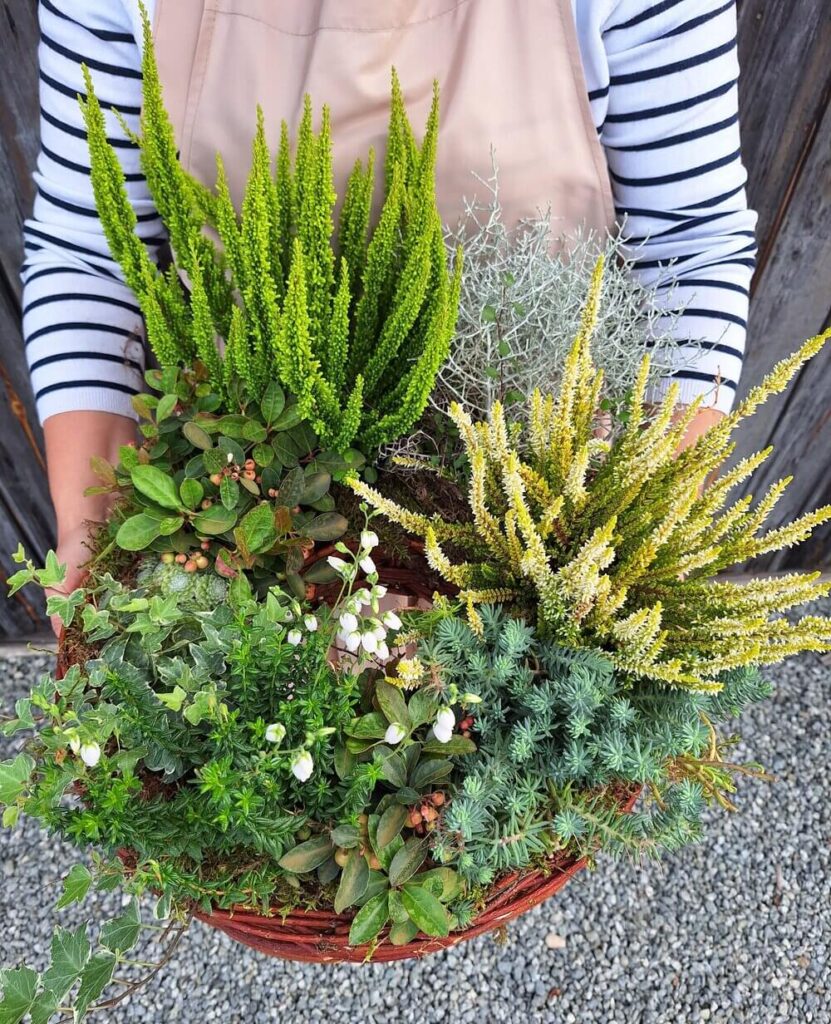 Jesienny stroik na cmentarz z żywych roślin: wrzosy, golteria i kalocefalus w okrągłym koszu.