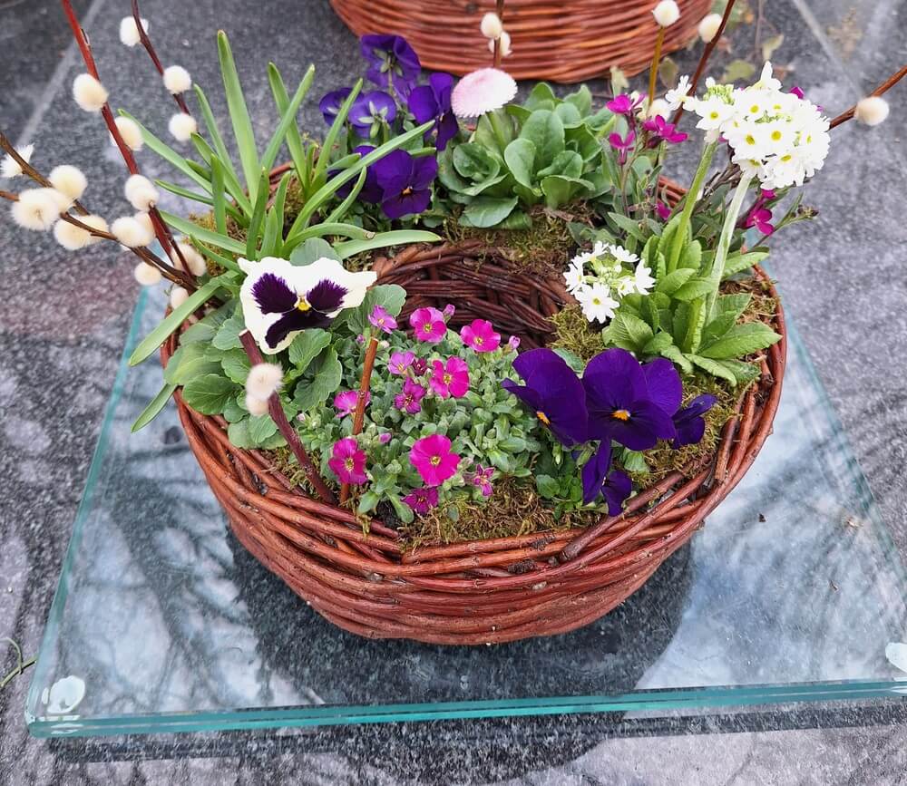 Wiosenna dekoracja nagrobna w koszu wiklinowym z kolorowymi bratkami, stokrotkami i baziami