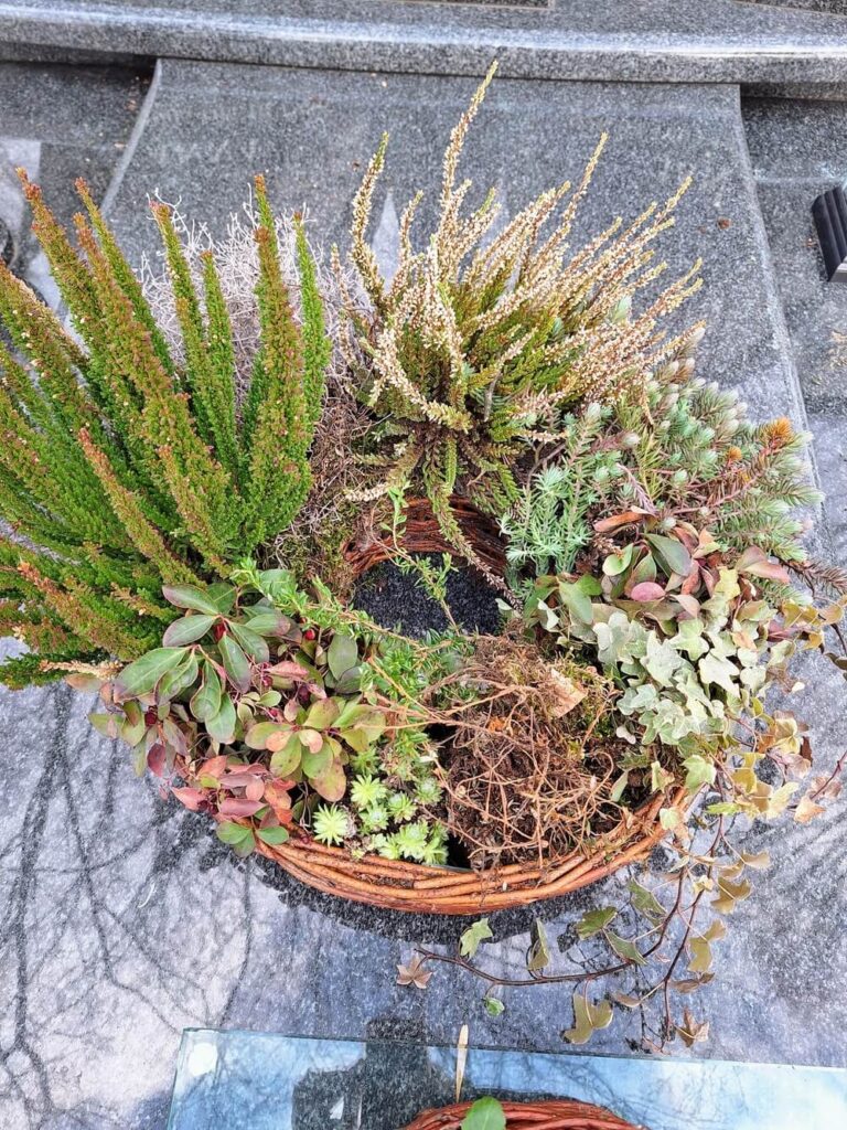 Żywy stroik na cmentarz po zimie (marzec) – widoczne wrzosy i bluszcz wymagające wiosennej pielęgnacji