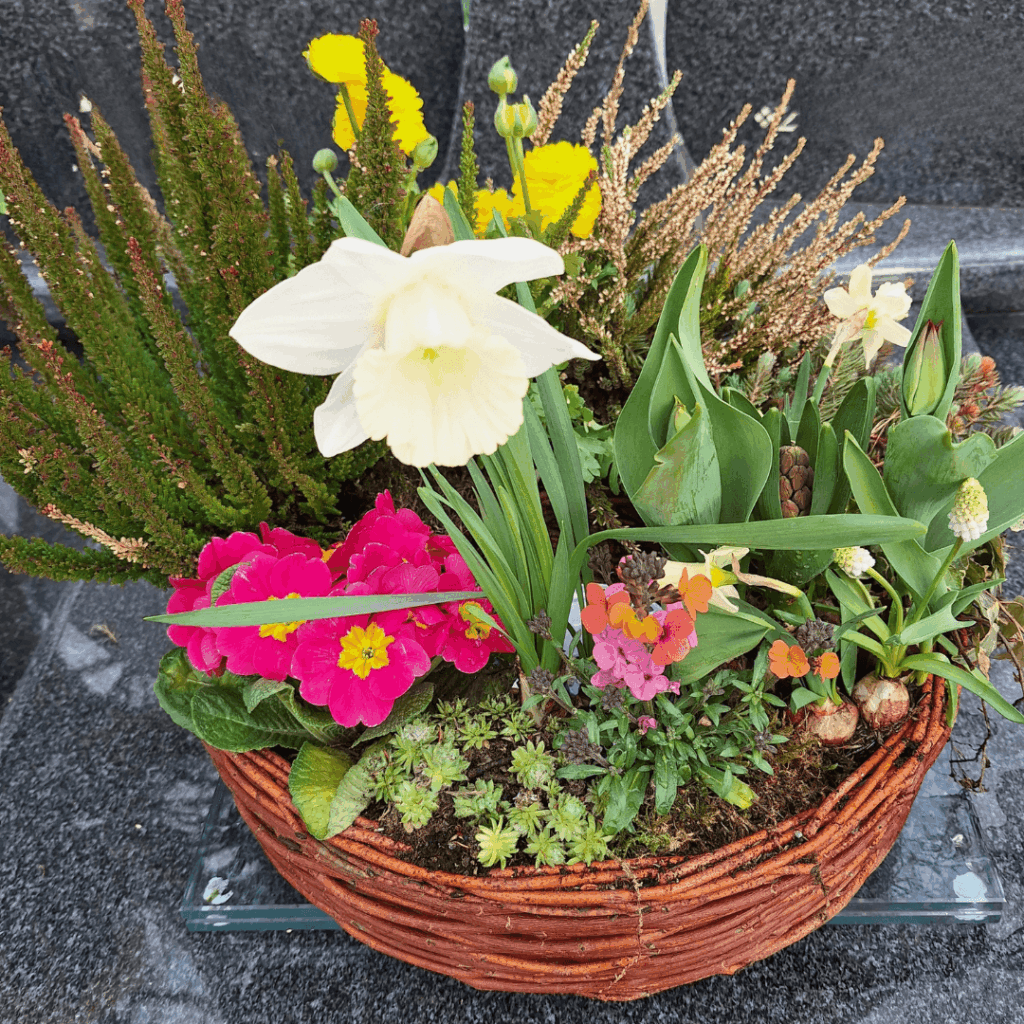 Wiosenne nasadzenia na cmentarz w wiklinowym koszu: prymula, narcyz i kwiaty cebulowe na Wielkanoc