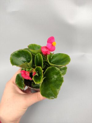 begonia różowa na cmentarz