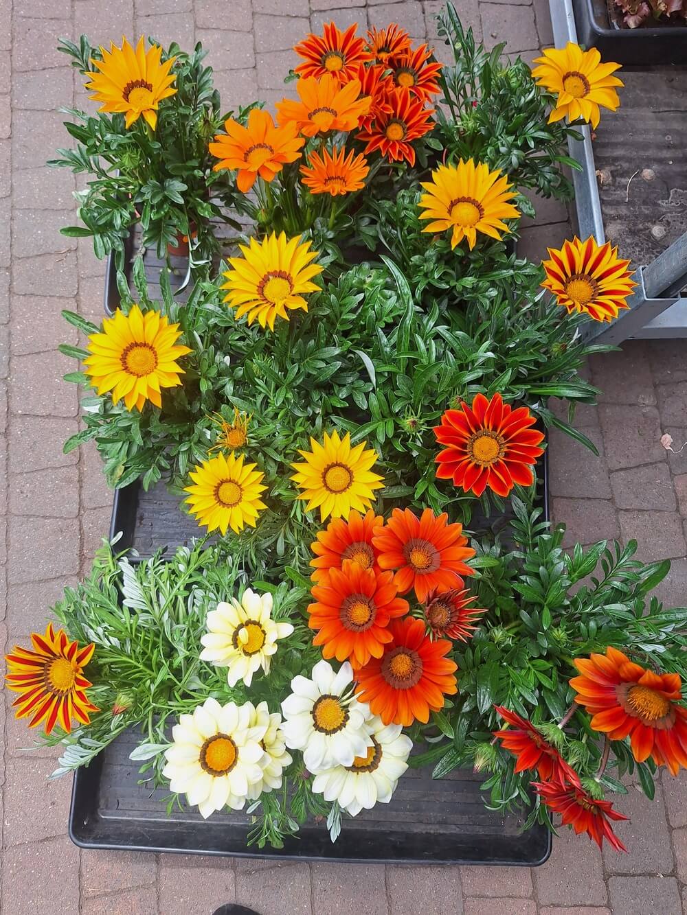 Gazania błyszcząca sadzonki