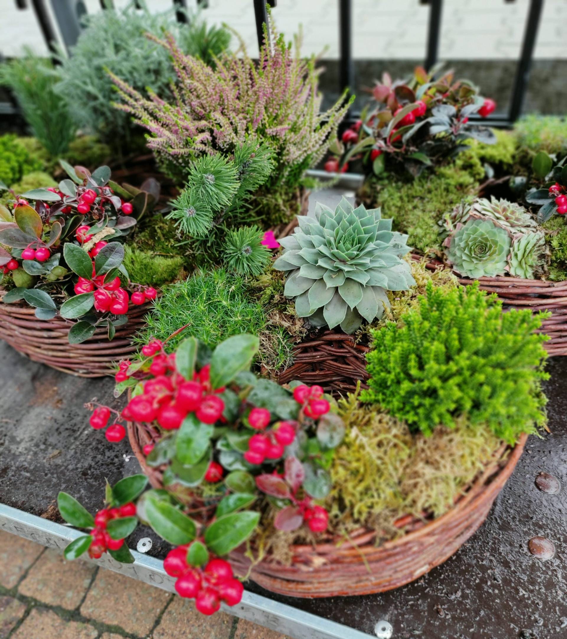 Kompozycje nagrobne z żywych roślin